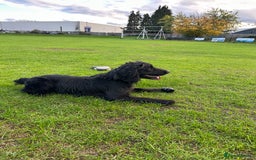 Cocker Spaniel dogs for sale: Trained Male Cocker Spaniel - Image 2