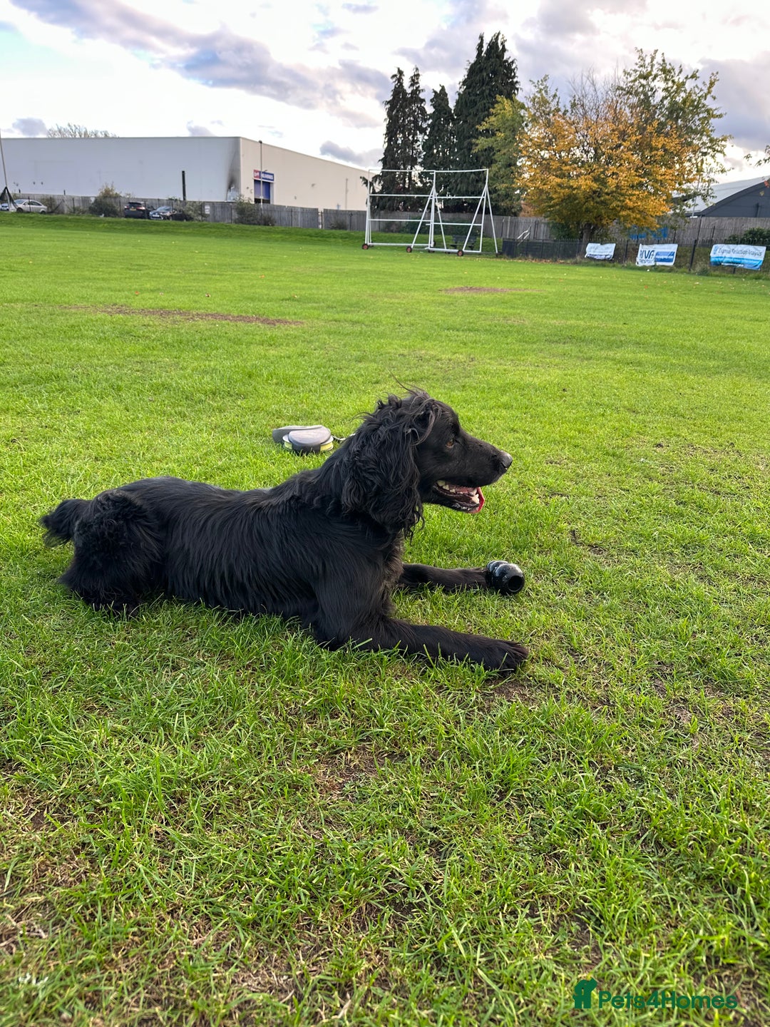 Cocker Spaniel dogs for sale: Trained Male Cocker Spaniel - Image 2