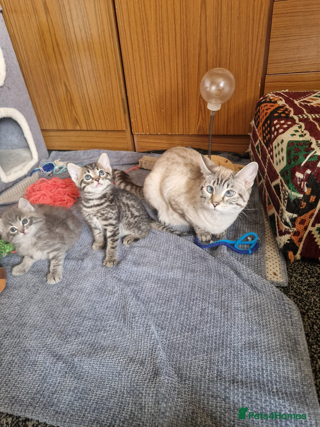 Ragdoll cats for sale: Carlaisle in Carlisle - Advert 1