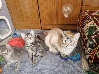 Ragdoll cats Carlaisle - Advert 1