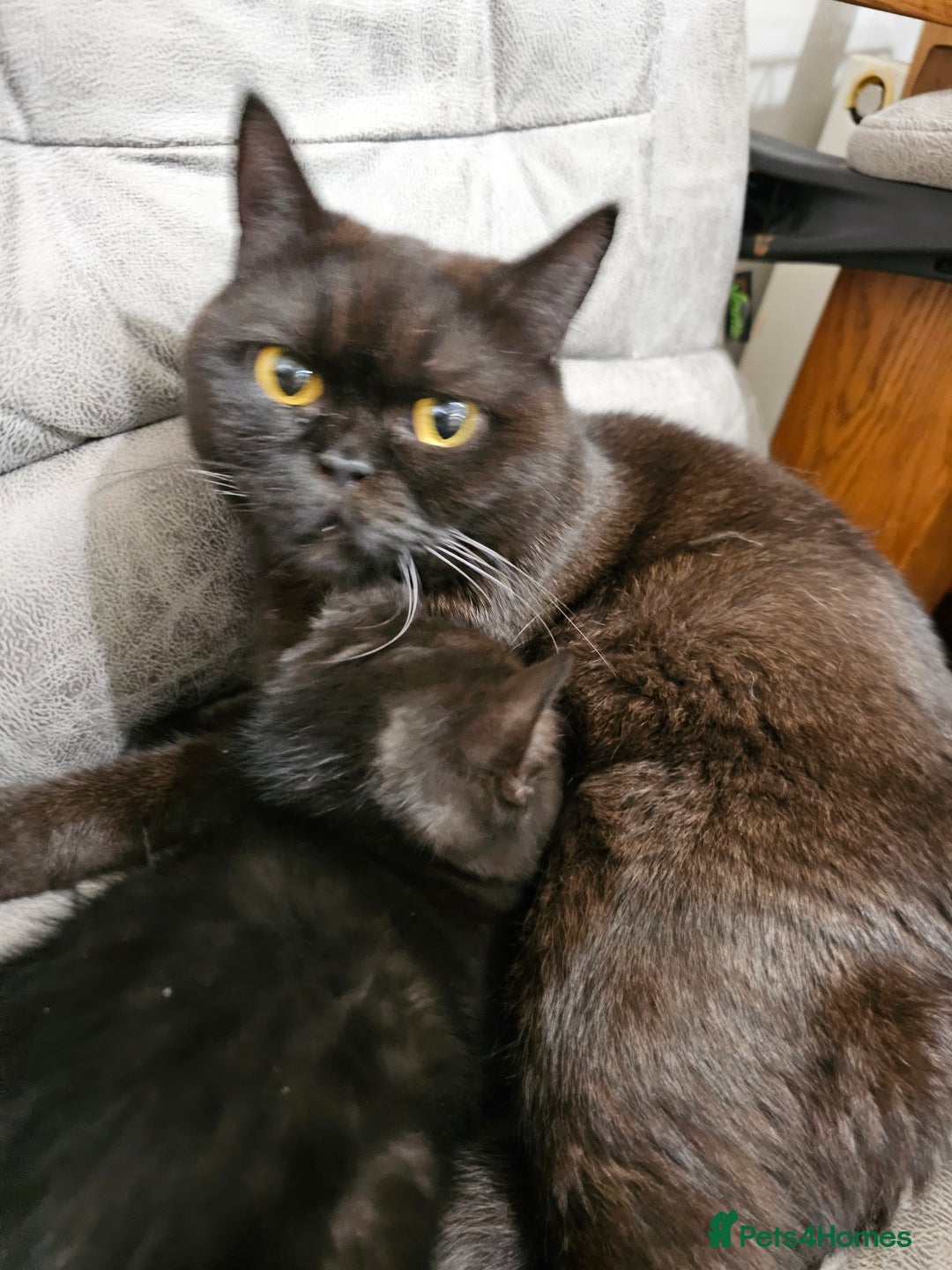 British Shorthair cats for sale: British shorthair cross DSH - Advert 11