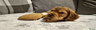 🐾 Pup 4 - Golden Boy - Rehomed 