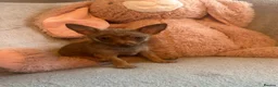 Chihuahua dogs for sale: Chihuahuas  - Advert 25