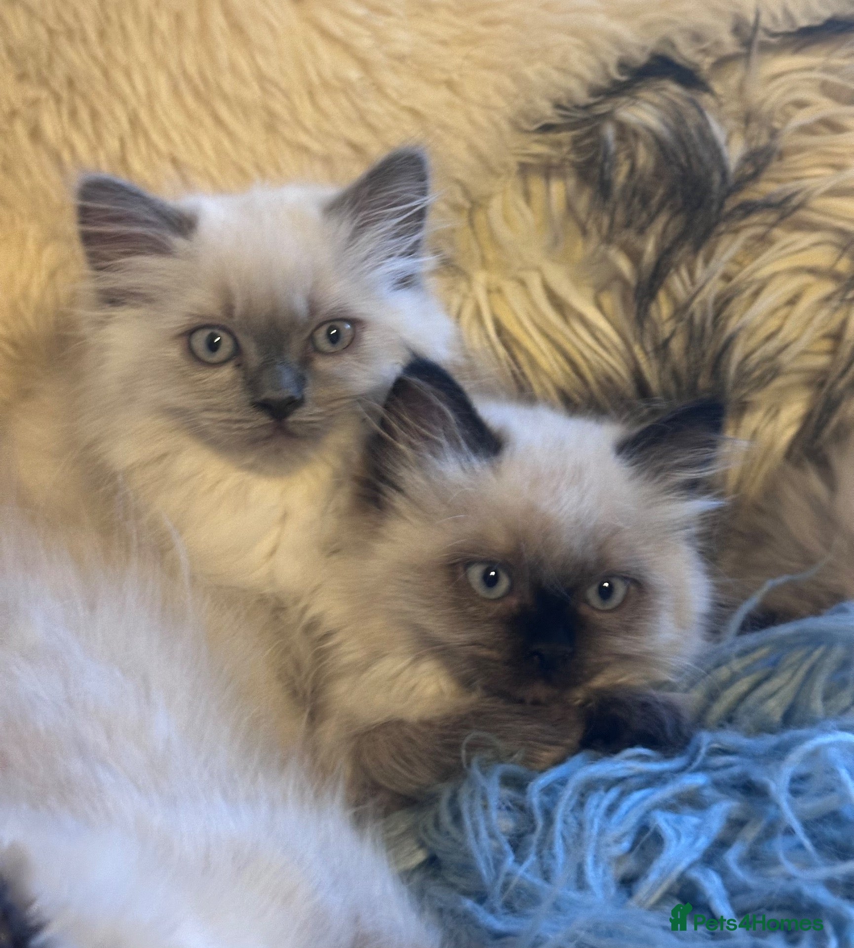 Ragdoll cats Pure Ragdoll kittens adorable and very fluffy  - Advert 1