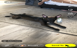 Mixed Breed dogs for sale: Coco canine  - Image 16
