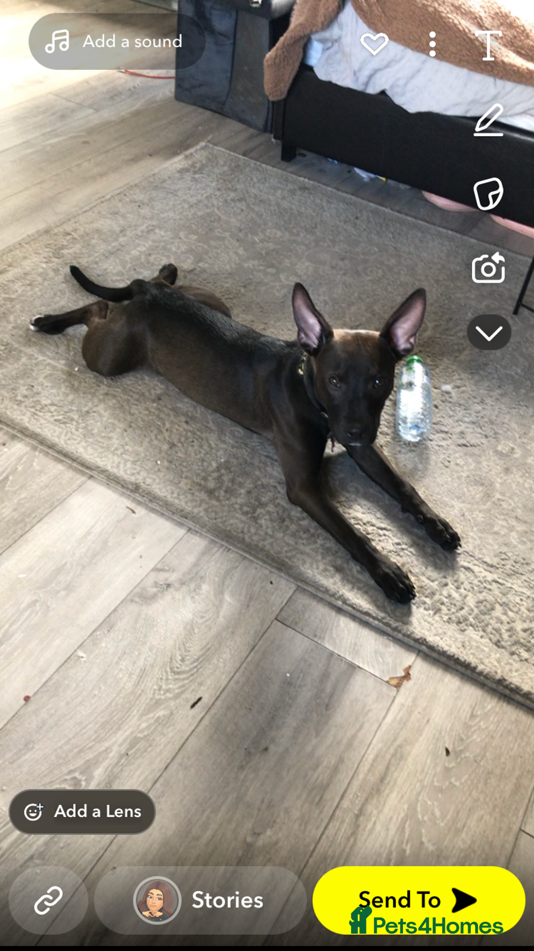 Mixed Breed dogs for sale: Coco canine  - Image 16