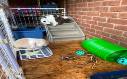 Mini Lop rabbits for sale: Minilops male and female  - Advert 23