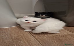 Ragdoll cats for sale: 🤍 Pure white kittens available 🤍 in Didcot - Image 4