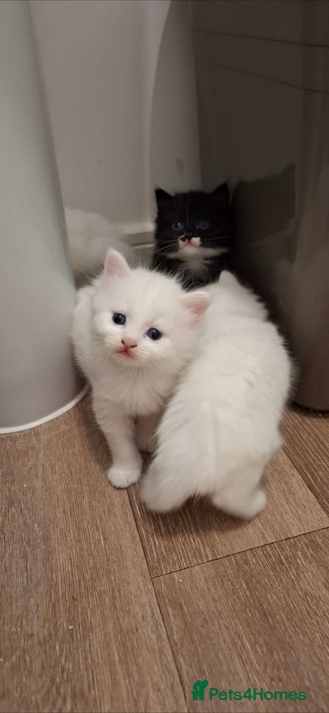 Ragdoll cats for sale: 🤍 Pure white kittens available 🤍 in Didcot - Image 4
