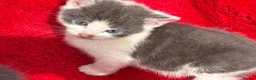 Mixed Breed cats for sale: Farm raised kittens  - Advert 3