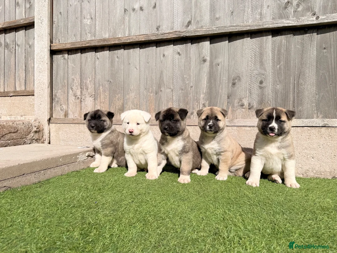 Akita dogs for sale: American Akita puppy’s for sale - Advert 1