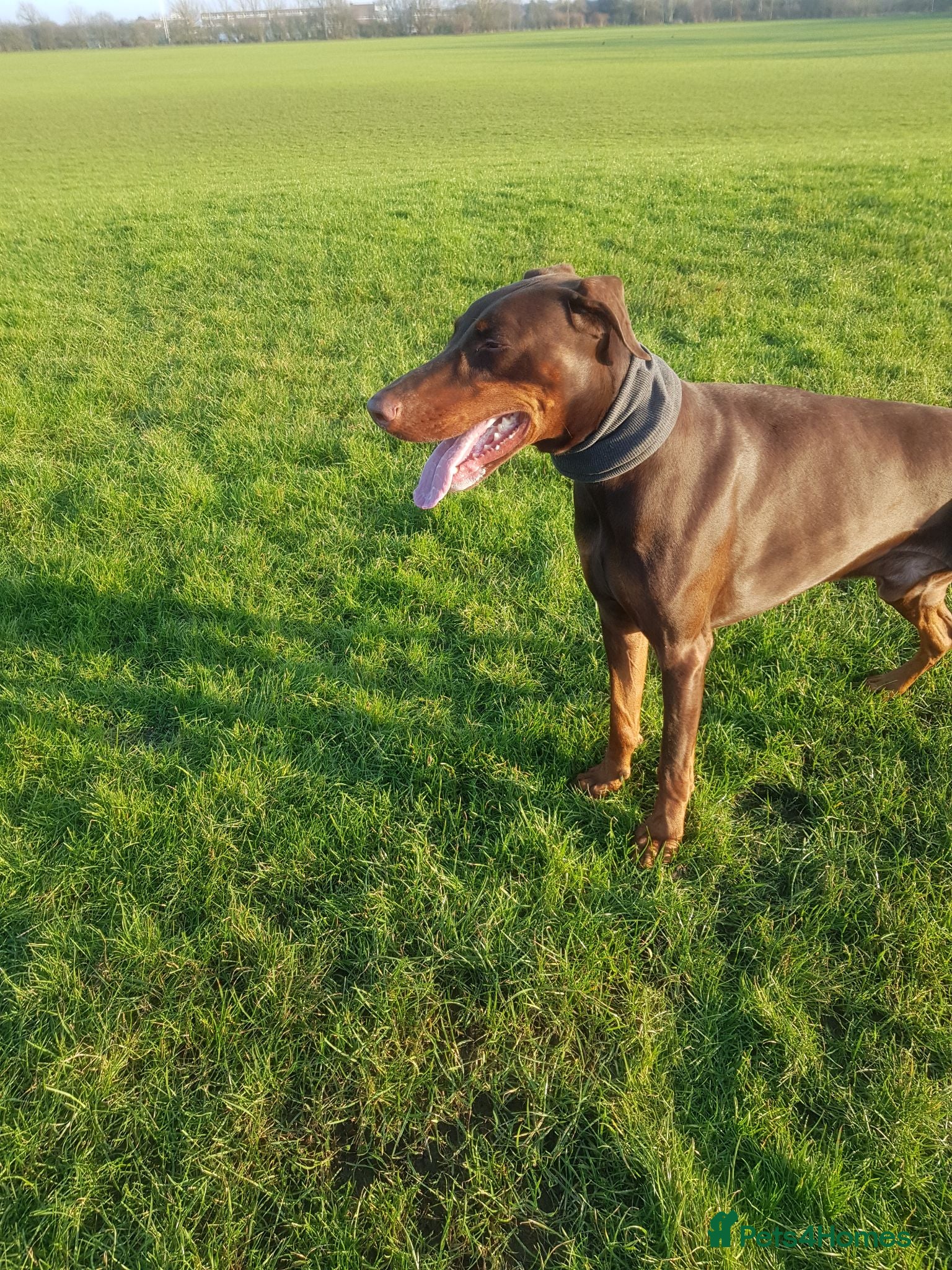 Dobermann dogs Proven Doberman Stud - Advert 1
