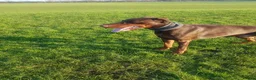 Dobermann dogs for stud: Proven Doberman Stud - Advert 1