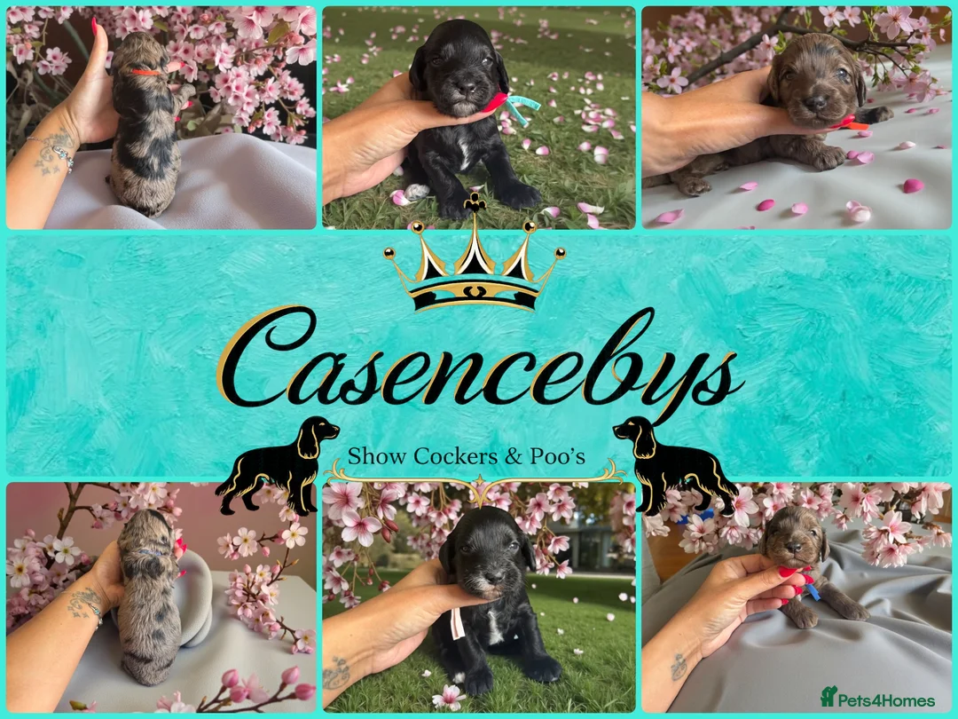 Cockapoo dogs for sale: STUNNING DNA CLEAR F1 miniature cockapoos - Advert 1