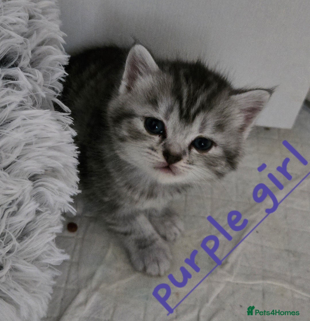 Mixed Breed cats for sale: Persian x kittens  - Image 9