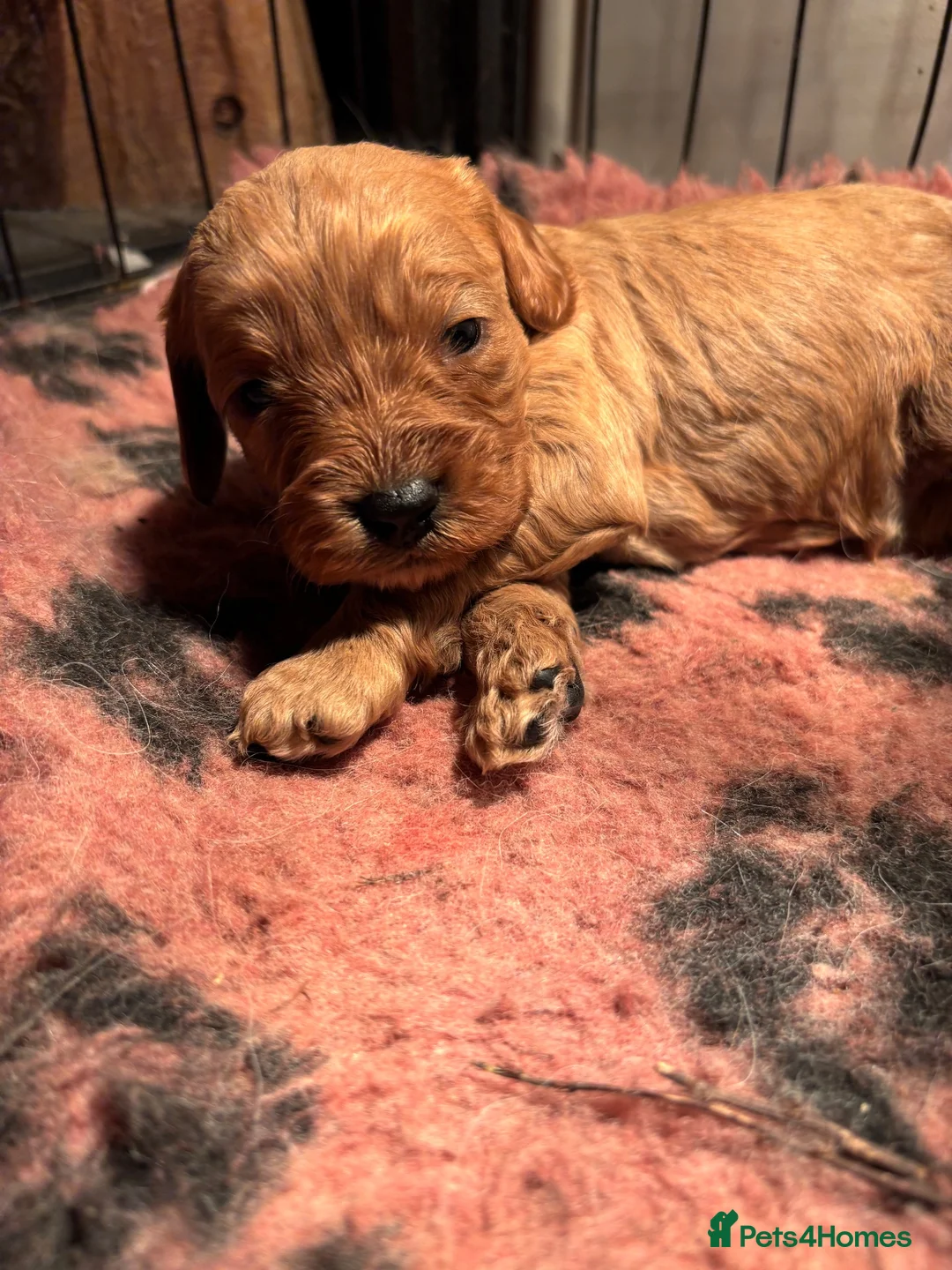 Cavapoo dogs for sale: Gorgeous Cavapoo pups  - Advert 2