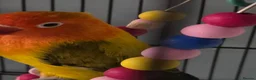 Lovebirds birds for sale: Lovebird  in Bicester - Advert 4