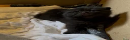 British Shorthair cats for sale: 🐾 Beautiful TICA Registered BSH Kittens - Advert 8