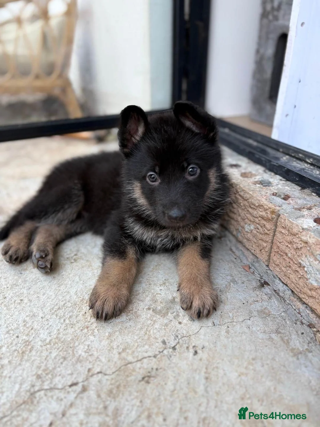 German Shepherd dogs for sale: German shepherd puppies available in Plymouth - Advert 4