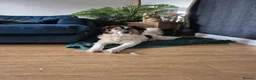 Mixed Breed dogs for adoption: Meet Sandy, currently residing in Powys in Welshpool - Advert 2