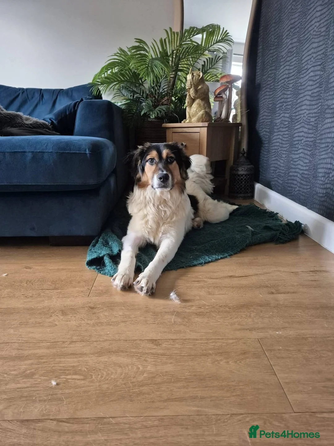 Mixed Breed dogs for adoption: Meet Sandy, currently residing in Powys in Welshpool - Advert 2