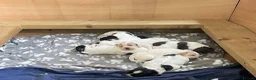 Sprocker dogs for sale: Beautiful F2 Sprocker Puppies  - Advert 18