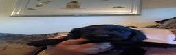 Cocker Spaniel dogs for sale: Cocker spanial pups - Advert 5