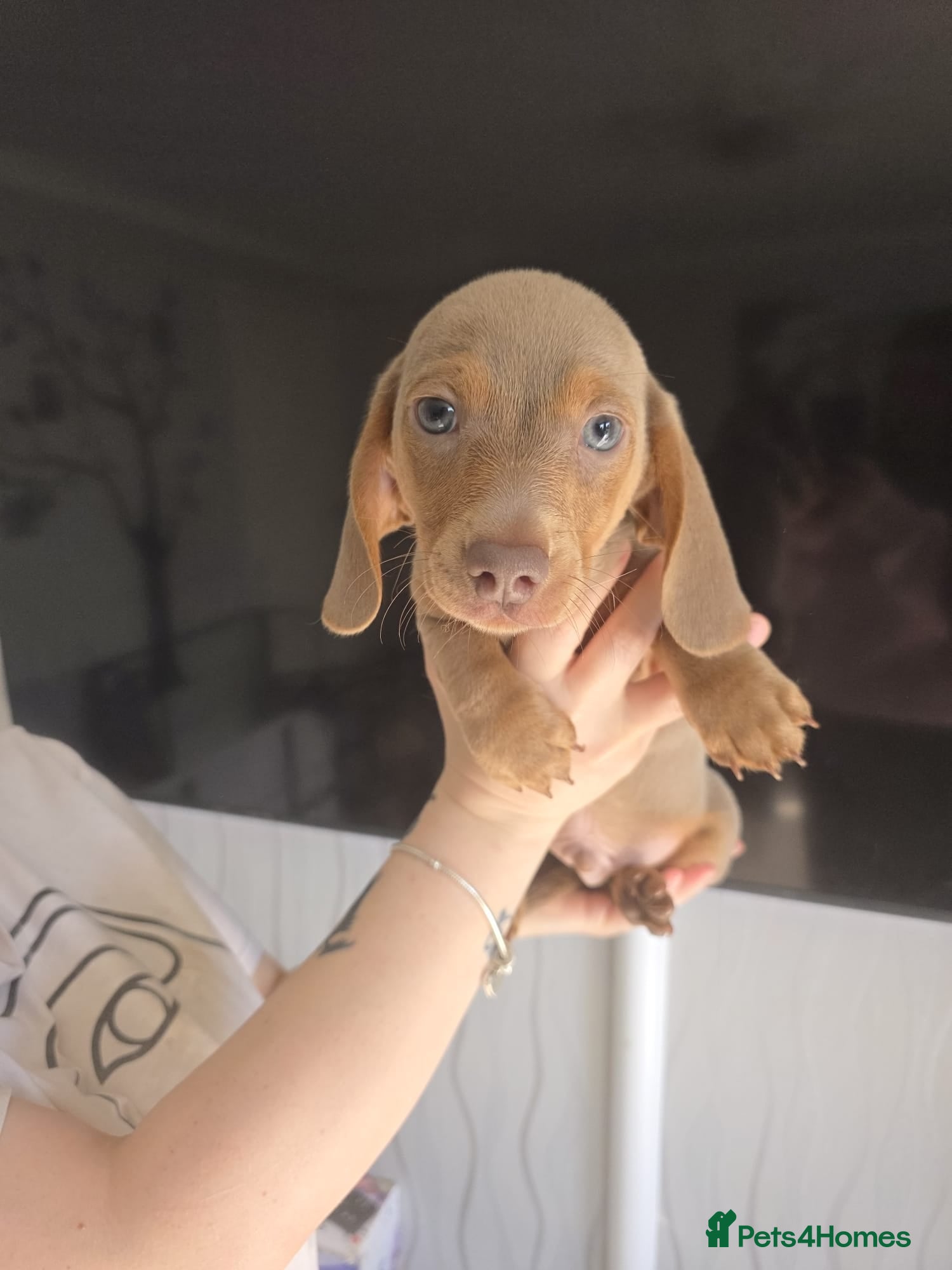 Miniature Dachshund dogs for sale: Stunnung miniature Dachshund  in Slough - Advert 4