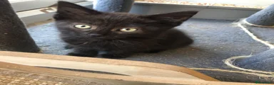 Binx