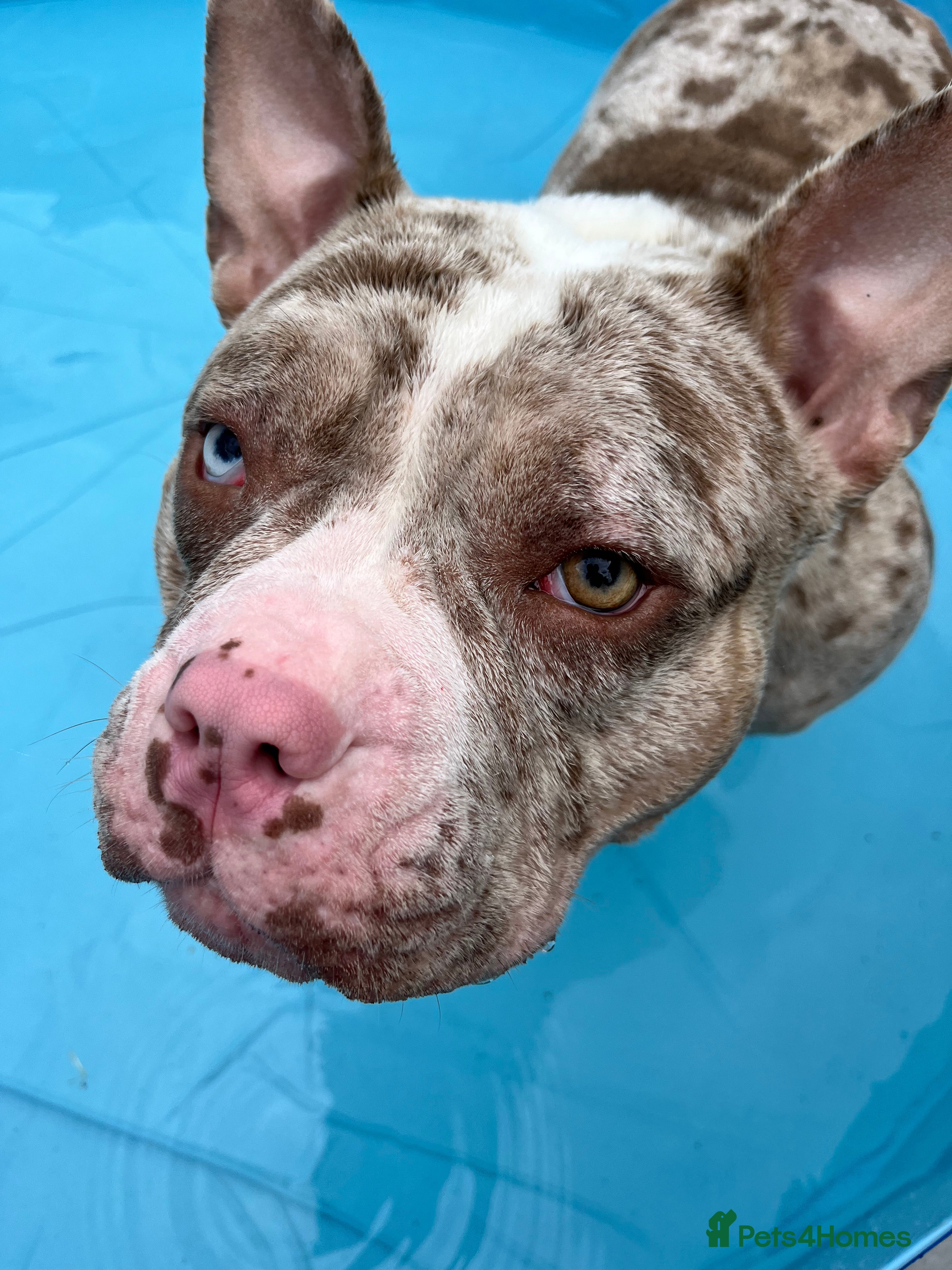 Mixed Breed dogs French/pocket bulldog  - Advert 18