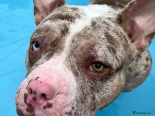 Mixed Breed dogs - Advert 29