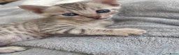 Mixed Breed cats for sale: Stunning British short hair x Bengal kittens  - Advert 4