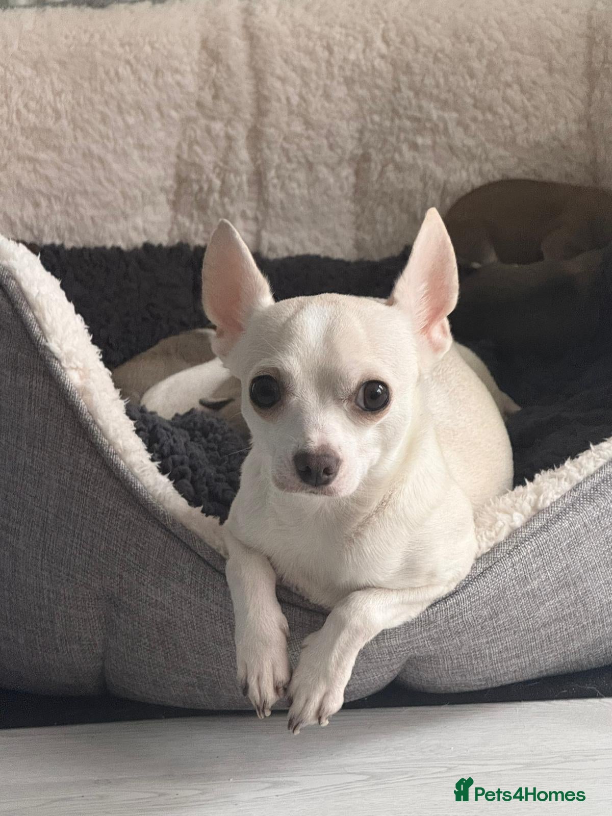 Chihuahua dogs 4 chihuahua males looking for their forever home - Advert 3