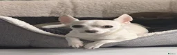 Chihuahua dogs for sale: 4 chihuahua males looking for their forever home - Advert 1