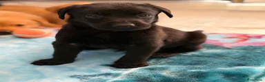 Labrador Retriever 8