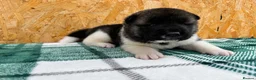 Akita dogs for sale: KC Reg American Akita puppies - Advert 3