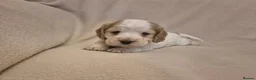 Cocker Spaniel dogs for sale: Stunning Health Tested Cocker Spaniels  - Advert 10
