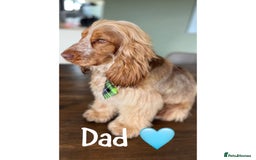 Cocker Spaniel dogs for sale: Show cocker spaniels Chocolate tan and white - Image 4