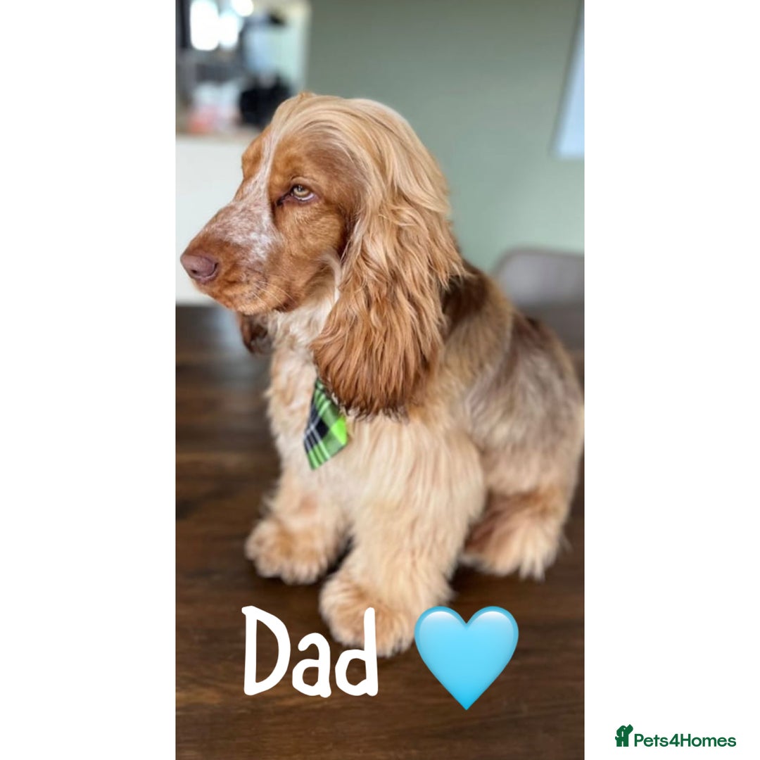 Cocker Spaniel dogs for sale: Show cocker spaniels Chocolate tan and white - Image 4