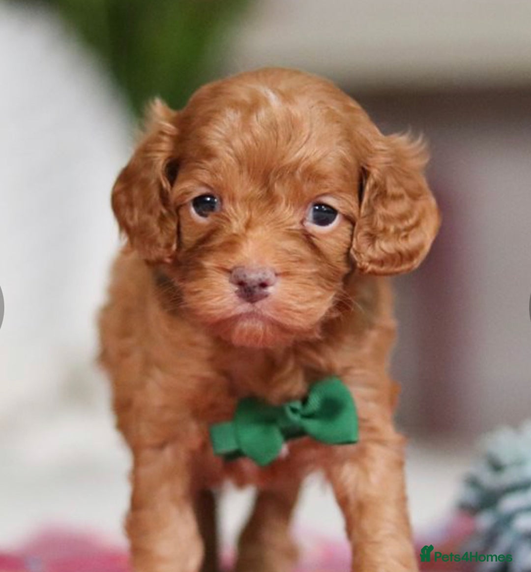 Cockapoo dogs for sale: Amazing rose cockapoos pups available  - Image 5
