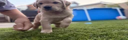 Golden Retriever dogs for sale: KC registered Golden Retriever  - Advert 6