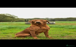Labrador Retriever dogs for sale: Working Class Fox Red Labs  - Image 1