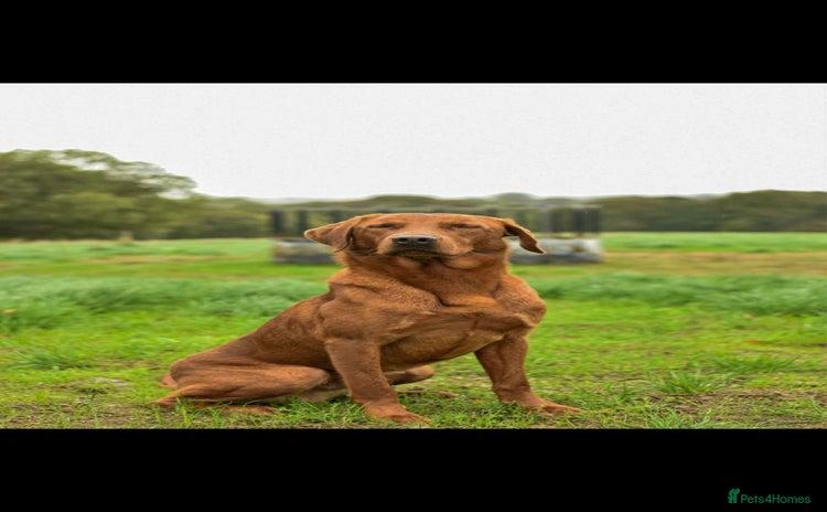 Labrador Retriever dogs - Advert 7