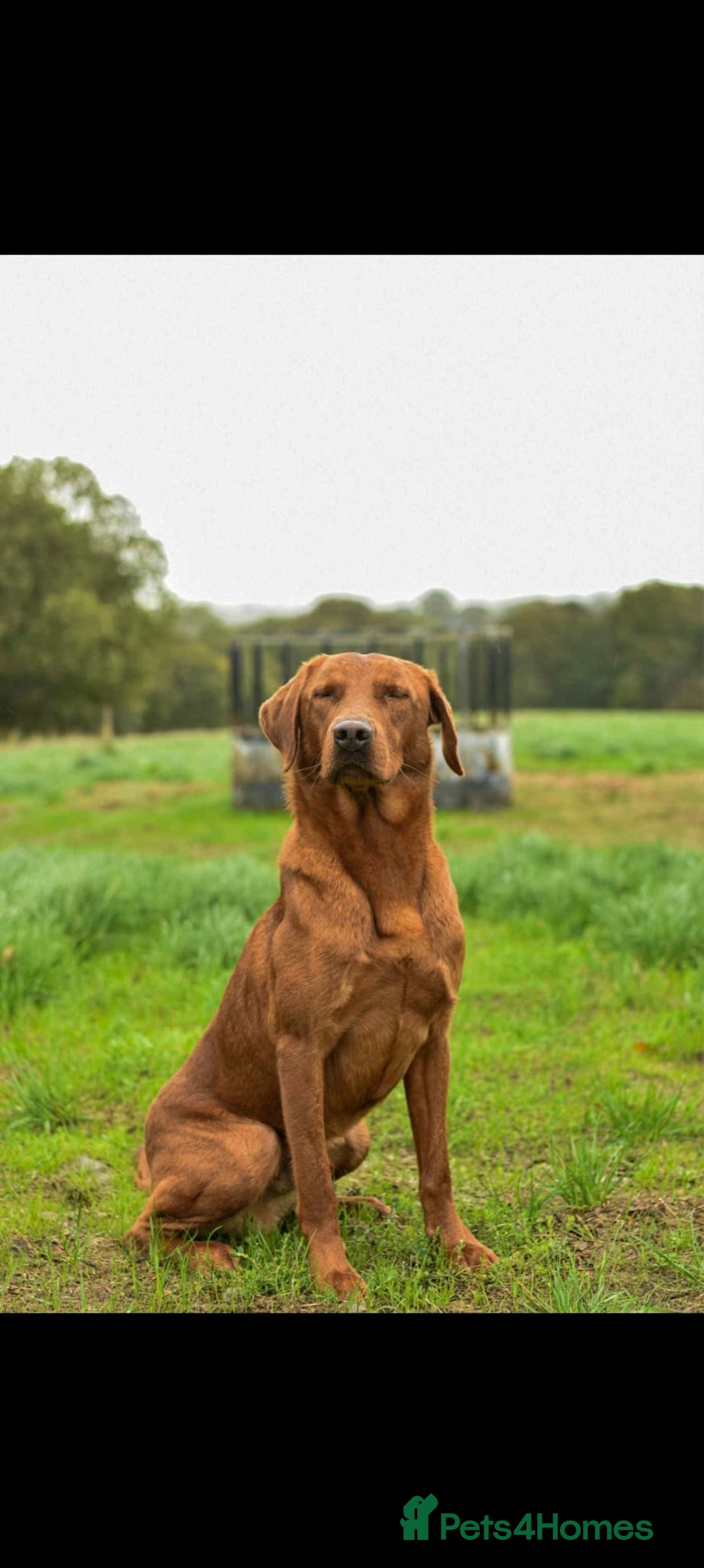 Labrador Retriever dogs for sale: Working Class Fox Red Labs  - Image 1