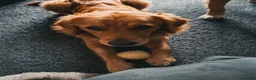 Golden Retriever dogs for stud: Loki God of Mischief  - Advert 5