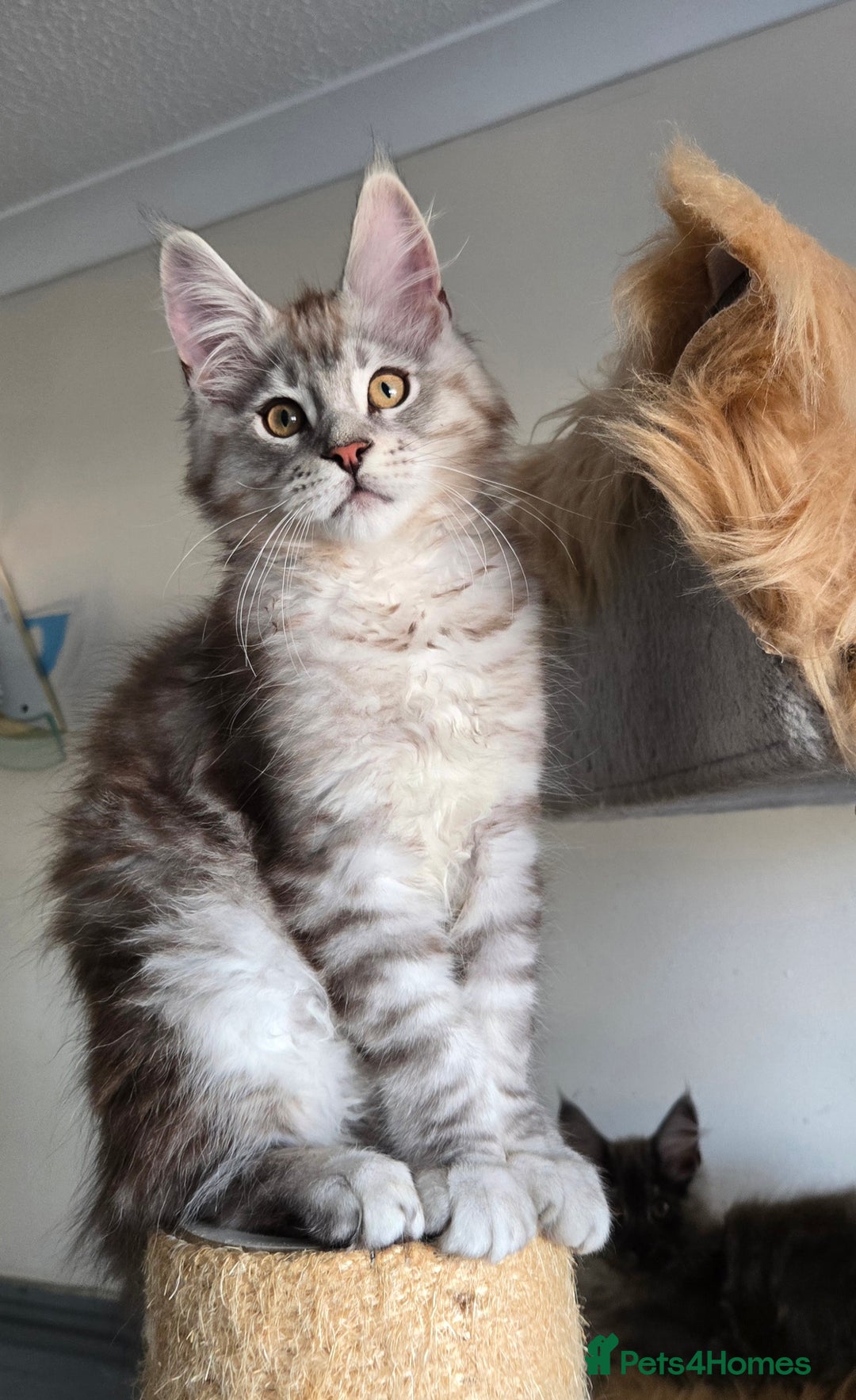 Maine Coon cats for sale: Ready now! Chunky Silver Tabby boy - Advert 7