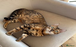 Bengal cats for sale: Bengal  - Image 3