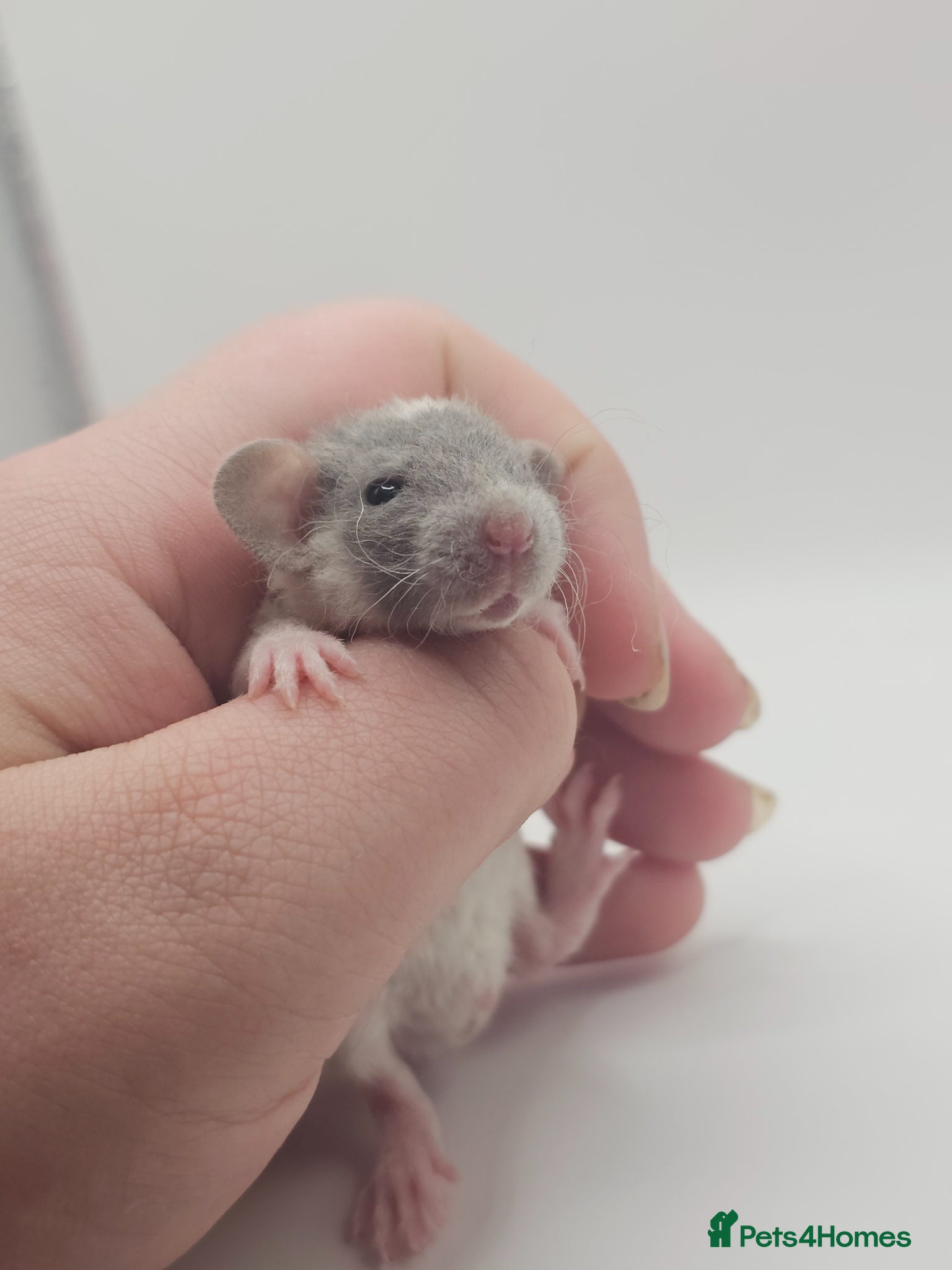 Rat rodents Baby Dumbo Rats ~ Rex & Double Rex - Advert 4