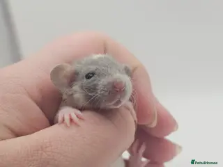 Rat rodents Baby Dumbo Rats ~ Rex & Double Rex - Advert 2