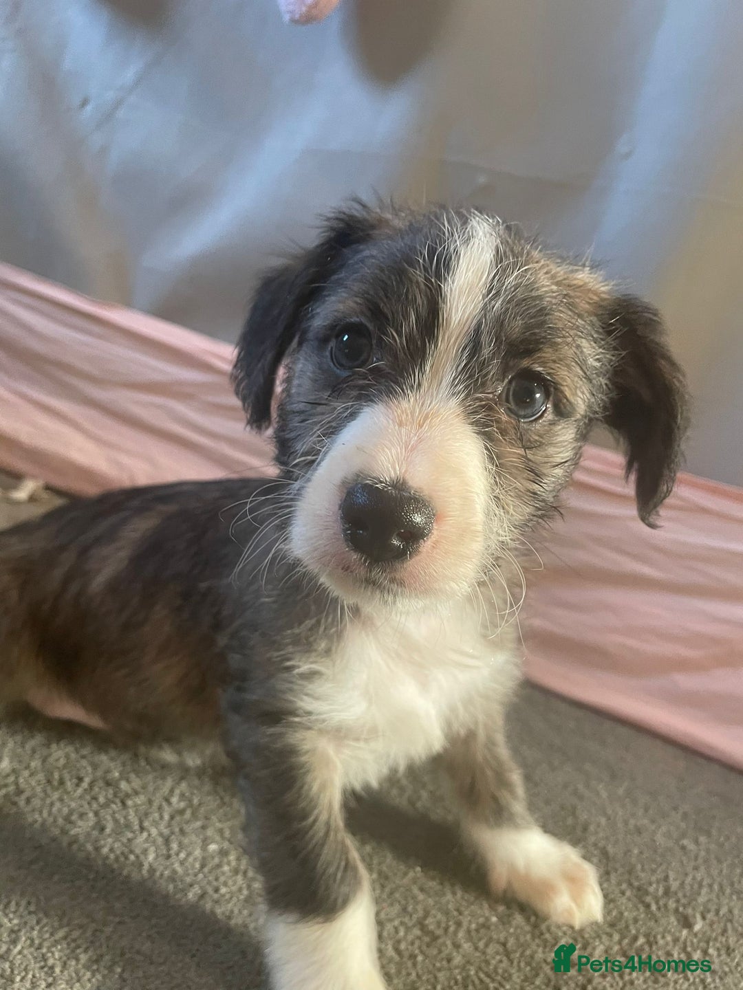 Mixed Breed dogs for sale: Italian Tzu puppies - Advert 4